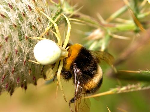 Misumena vatia