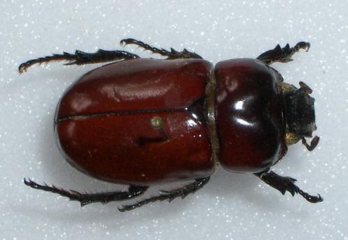 Pucaya castanea