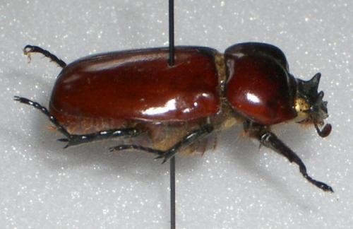Pucaya castanea