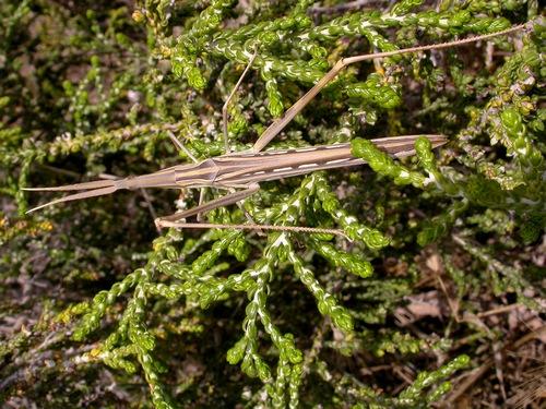 Truxalis nasuta