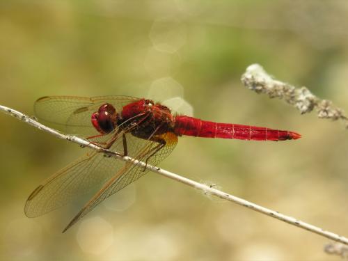 Réf. 15 779 : Crocothemis erythraea