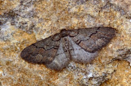 Agriopis bajaria