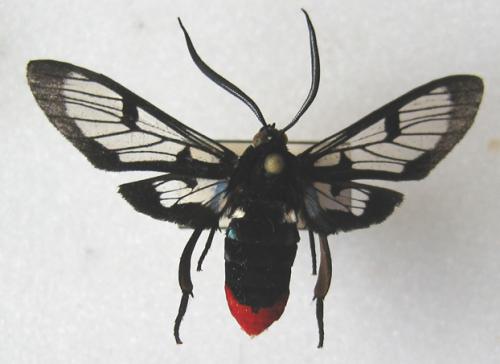 Autochloris proterva