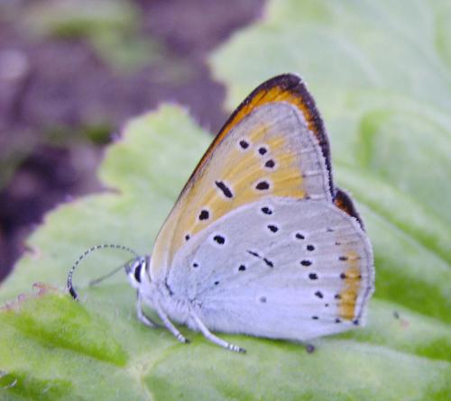 Lycaena dispar