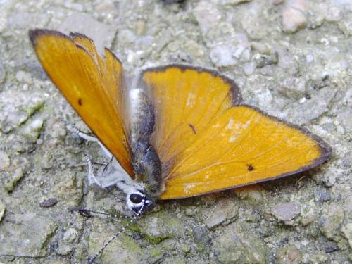Réf. 15 639 : Lycaena dispar