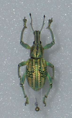 Celebia sp.