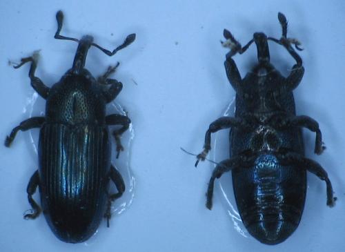 Aulacobaris coerulescens