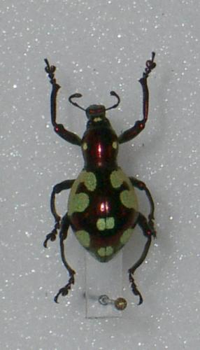 Réf. 15 330 : Pachyrhynchus apoensis