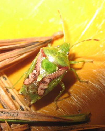 Cyphostethus tristriatus