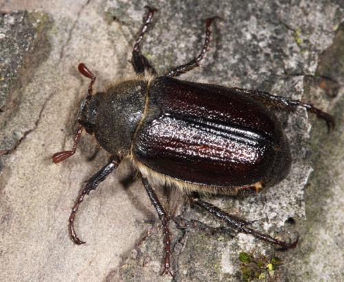 Amphimallon atrum