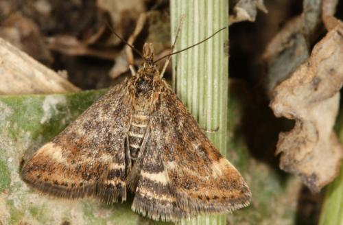 Pyrausta despicata