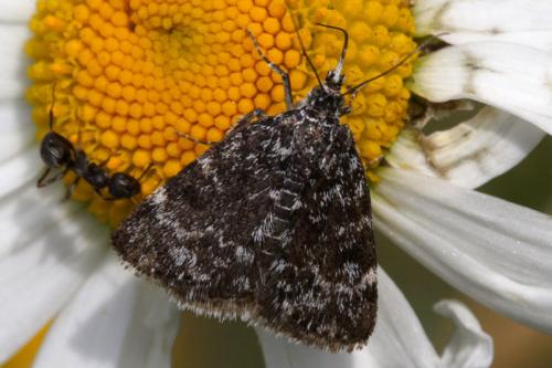 Réf. 15 924 : Orenaia alpestralis