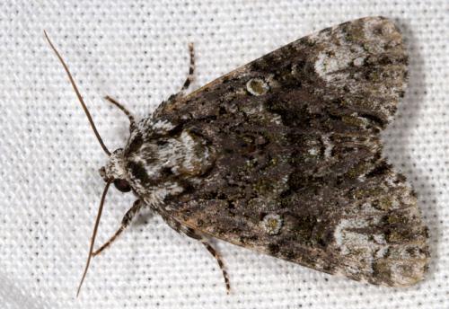 Réf. 15 933 : Craniophora ligustri