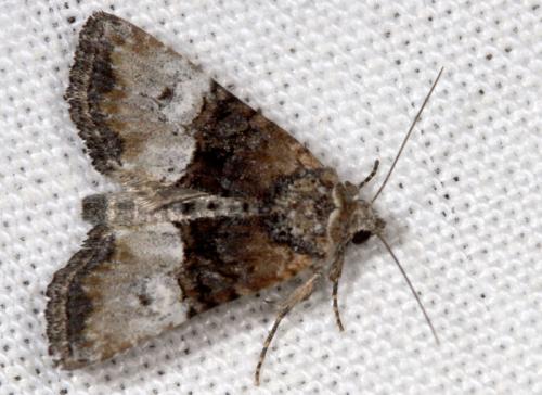 Réf. 15 932 : Mesoligia furuncula