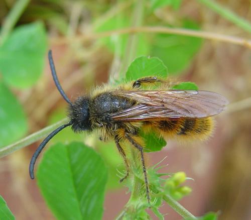 Dasyscolia ciliata