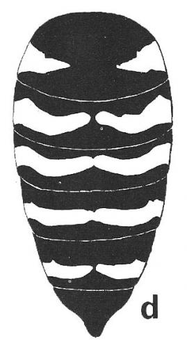 Bembix rostrata