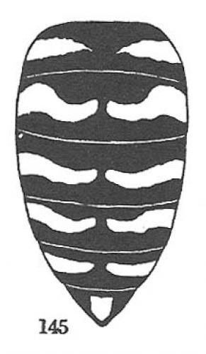 Bembix rostrata