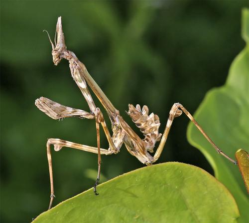 Réf. 15 142 : Empusa pennata
