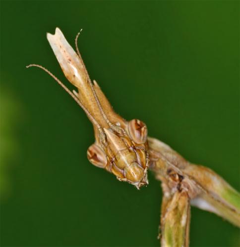Réf. 15 143 : Empusa pennata