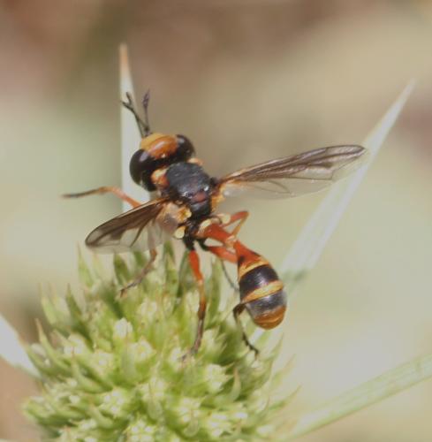 Physocephala sp.