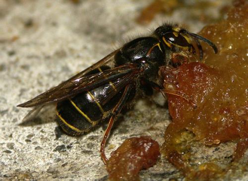 Dolichovespula media