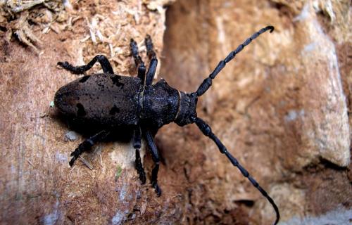 Herophila tristis