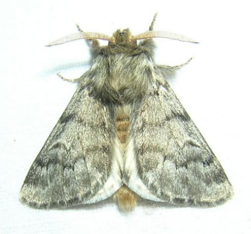 Thaumetopoea pityocampa