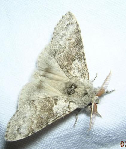 Réf. 15 555 : Calliteara pudibunda