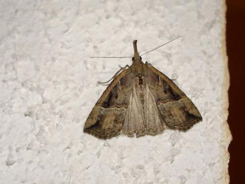 Hypena rostralis