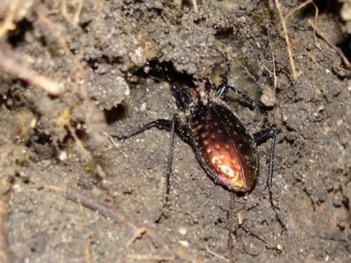 Réf. 15 106 : Carabus rutilans