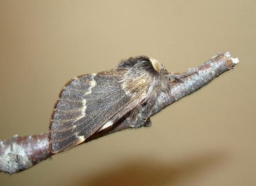 Poecilocampa populi