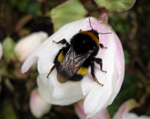 Bombus sp.