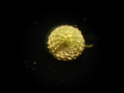 Cacyreus marshalli