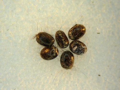 Poecilocampa populi