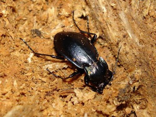 Carabus nemoralis