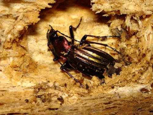 Carabus auronitens punctatoauratus