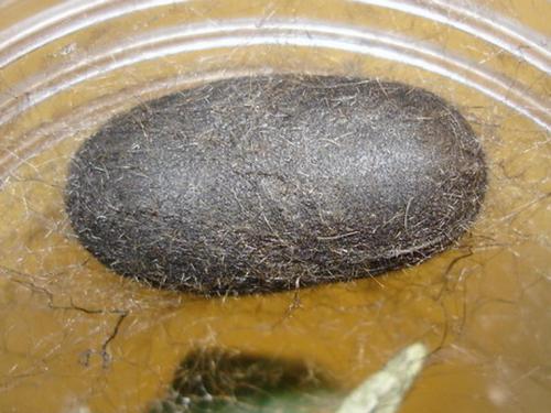 Réf. 15 965 : Lasiocampa quercus