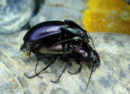 Carabus nemoralis