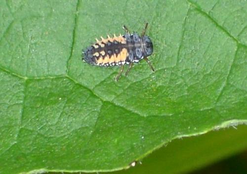 Harmonia axyridis