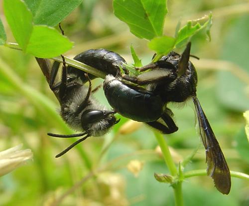 Andrena sp.
