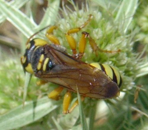 Réf. 15 457 : Cerceris tuberculata