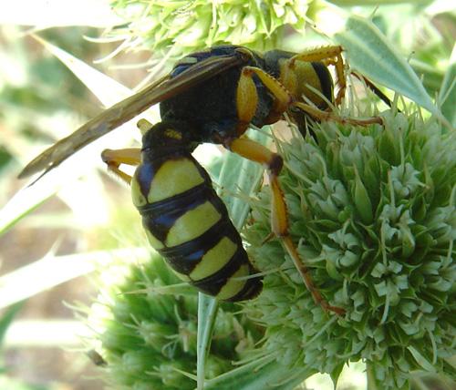 Cerceris tuberculata