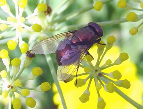 Réf. 15 552 : Neomyia cornicina