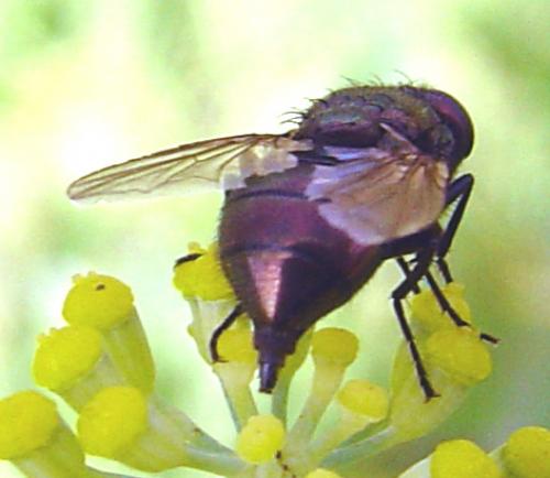 Réf. 15 553 : Neomyia cornicina