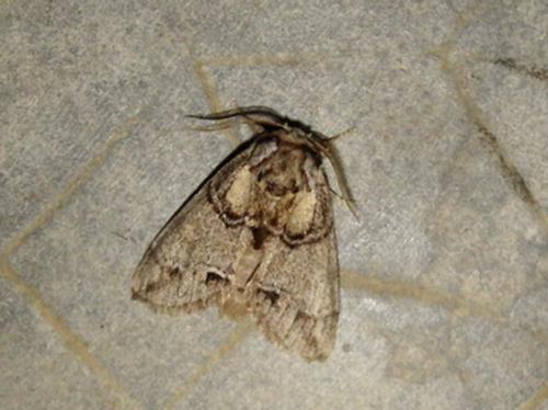 Drymonia velitaris