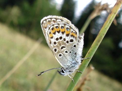 Réf. 15 012 : Plebejus argus