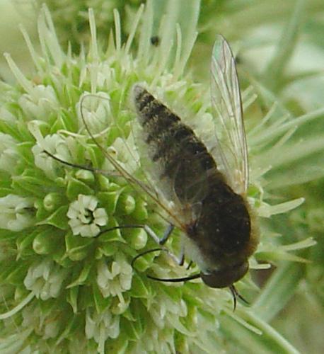 Geron sp.