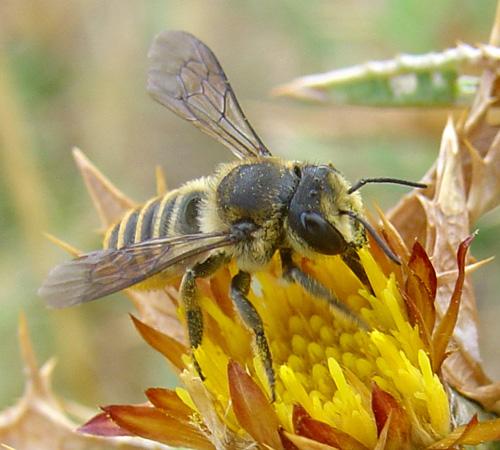 Megachile sp.