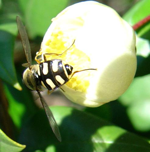 Eupeodes corollae