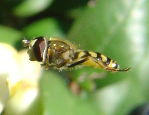 Eupeodes corollae